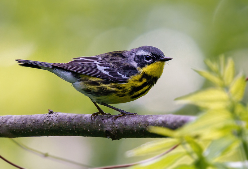 Magnolia Warbler 2361.jpg