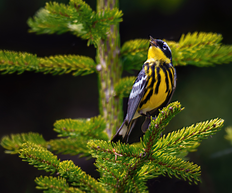 Magnolia Warbler XXXX.jpg