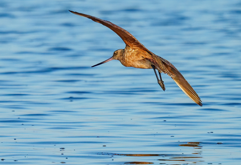 Marbled Godwit 2300A.jpg :: Marbled Godwit  (Limosa fedoa) Rollover Pass, Bolivar Peninsula, Texas