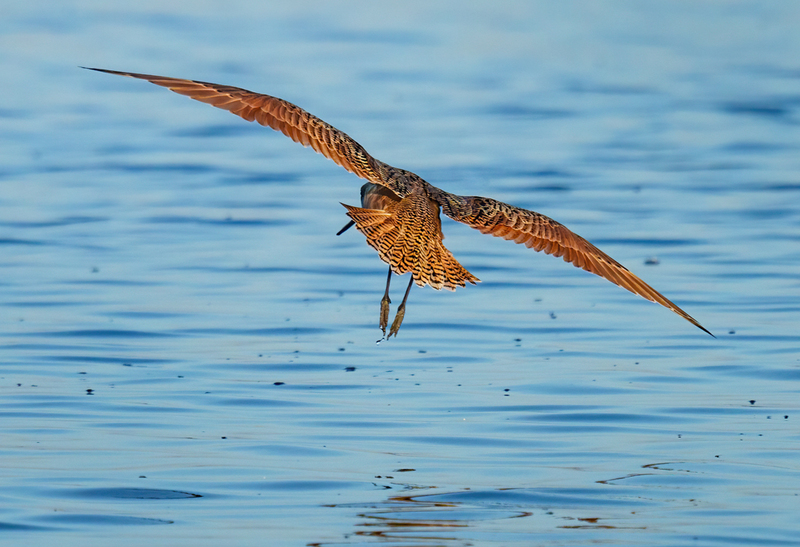 Marbled Godwit 2300B.jpg :: Marbled Godwit  (Limosa fedoa) Rollover Pass, Bolivar Peninsula, Texas
