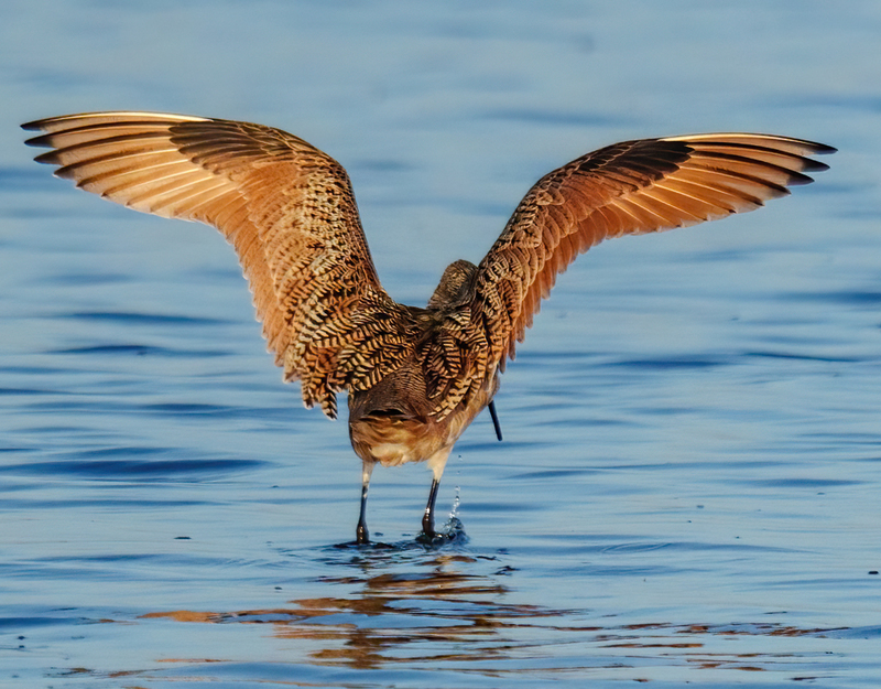 Marbled Godwit 2300C.jpg :: Marbled Godwit  (Limosa fedoa) Rollover Pass, Bolivar Peninsula, Texas