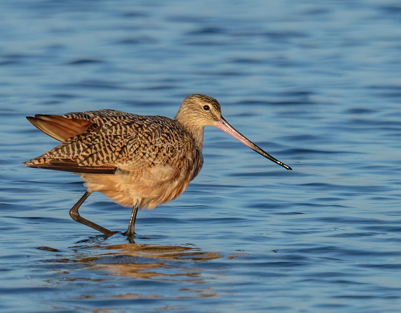 Marbled Godwit 2301.jpg :: Marbled Godwit  (Limosa fedoa) Rollover Pass, Bolivar Peninsula, Texas