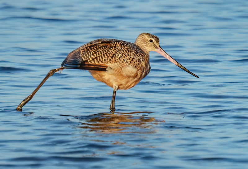Marbled Godwit 2302.jpg :: Marbled Godwit  (Limosa fedoa) Rollover Pass, Bolivar Peninsula, Texas
