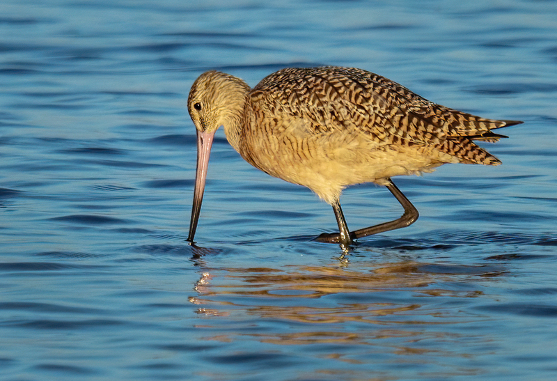 Marbled Godwit 2303.jpg :: Marbled Godwit  (Limosa fedoa) Rollover Pass, Bolivar Peninsula, Texas