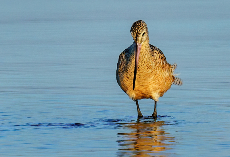 Marbled Godwit 2304.jpg :: Marbled Godwit  (Limosa fedoa) Rollover Pass, Bolivar Peninsula, Texas