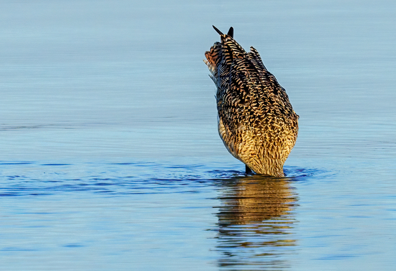 Marbled Godwit 2305.jpg :: Marbled Godwit  (Limosa fedoa) Rollover Pass, Bolivar Peninsula, Texas