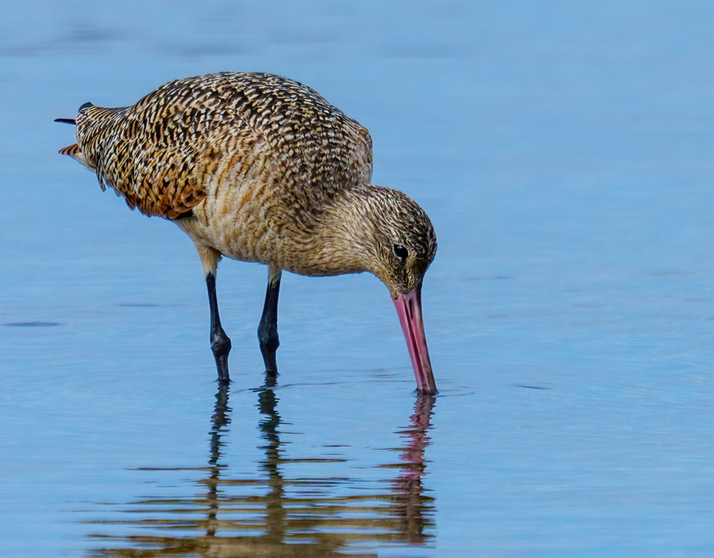 Marbled Godwit 2306.jpg :: Marbled Godwit  (Limosa fedoa) Rollover Pass, Bolivar Peninsula, Texas