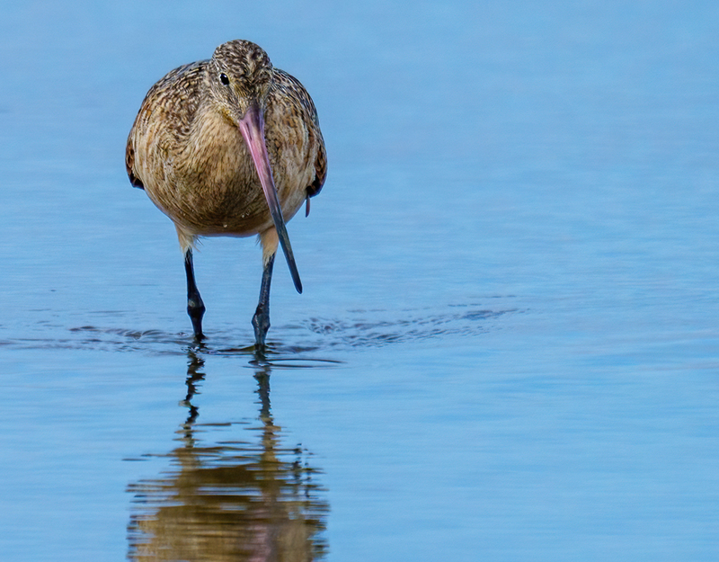 Marbled Godwit 2307.jpg :: Marbled Godwit  (Limosa fedoa) Rollover Pass, Bolivar Peninsula, Texas