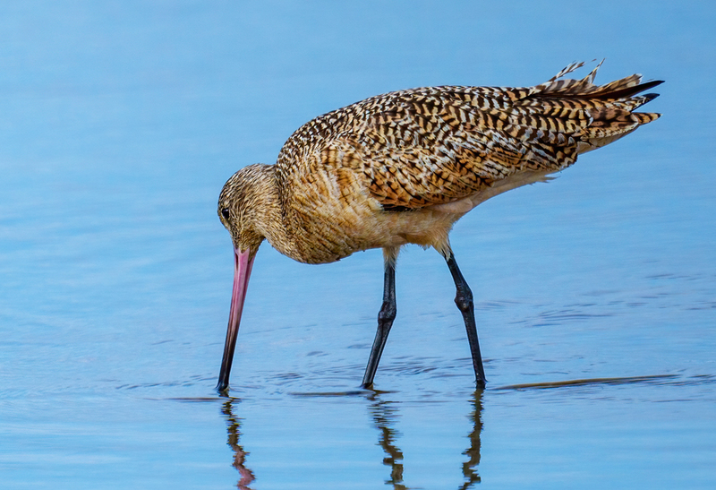 Marbled Godwit 2310.jpg :: Marbled Godwit  (Limosa fedoa) Rollover Pass, Bolivar Peninsula, Texas