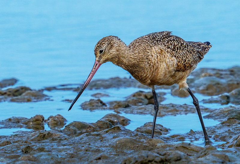 Marbled Godwit 2311.jpg :: Marbled Godwit  (Limosa fedoa) Rollover Pass, Bolivar Peninsula, Texas