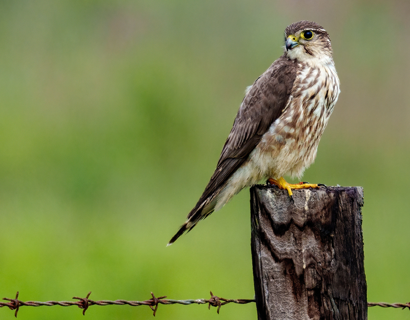 Merlin 2301.jpg :: Merlin (Falco columbarius) Anahuac National Wildlife Refuge, Chambers County, Texas
