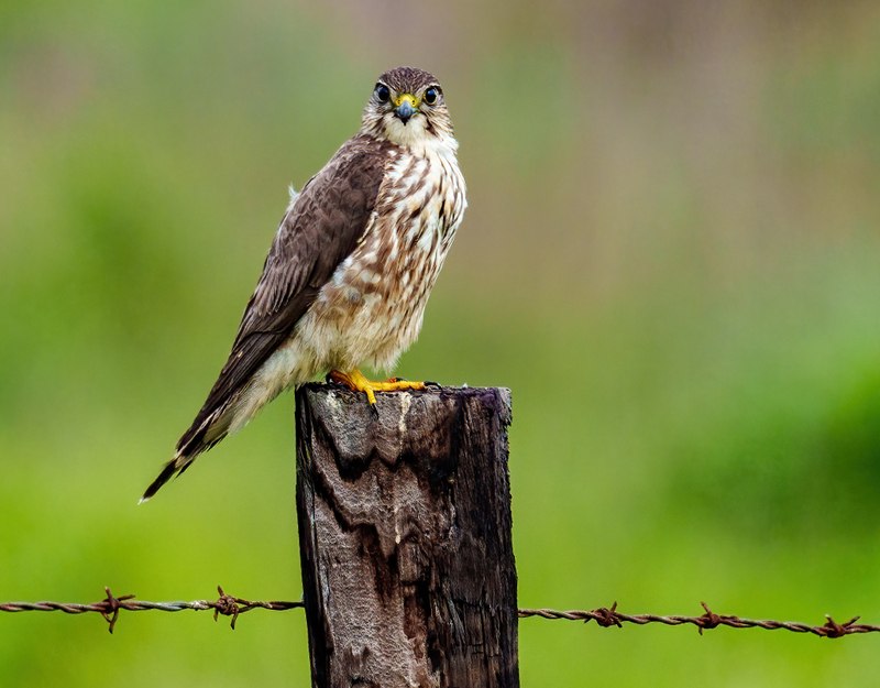 Merlin 2302.jpg :: Merlin (Falco columbarius) Anahuac National Wildlife Refuge, Chambers County, Texas