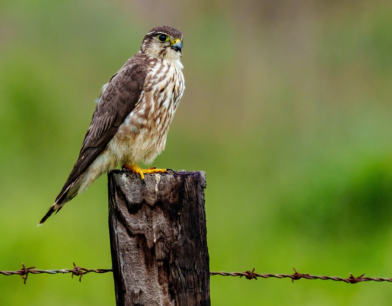 Merlin 2303.jpg :: Merlin (Falco columbarius) Anahuac National Wildlife Refuge, Chambers County, Texas