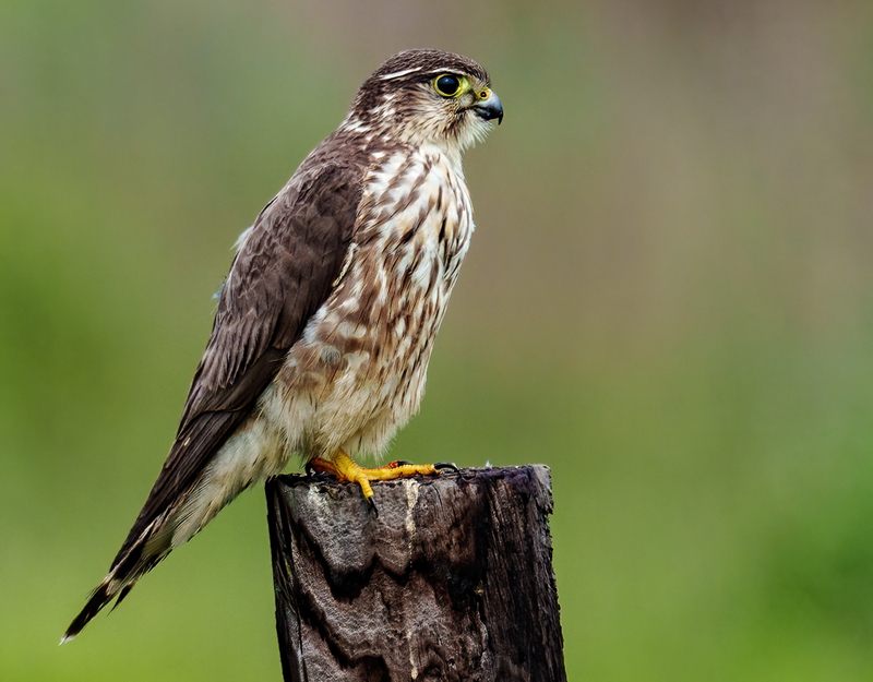 Merlin 2304.jpg :: Merlin (Falco columbarius) Anahuac National Wildlife Refuge, Chambers County, Texas
