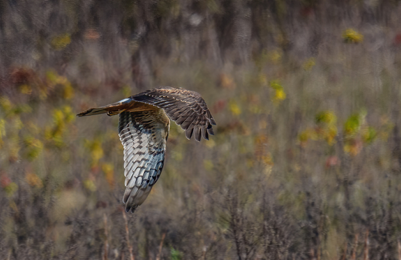Northern Harrier - Female 2407.jpg :: Northern Harrier - female (Circus cyaneus) Hopewell Township Recreation Area, York County, Pennsylvania