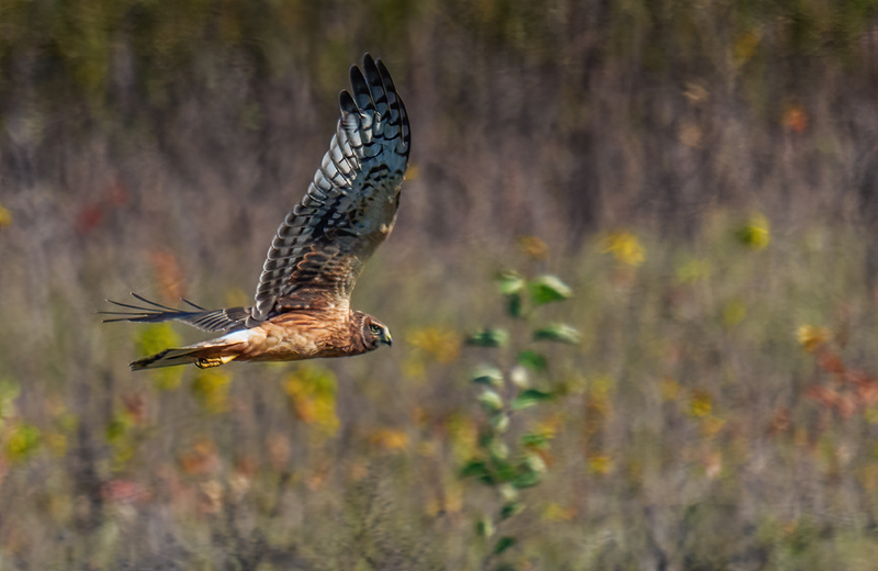 Northern Harrier - Female 2408.jpg :: Northern Harrier - female (Circus cyaneus) Hopewell Township Recreation Area, York County, Pennsylvania