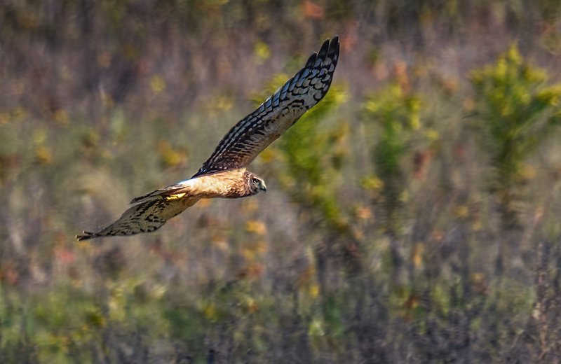 Northern Harrier - Female 2409.jpg :: Northern Harrier - female (Circus cyaneus) Hopewell Township Recreation Area, York County, Pennsylvania