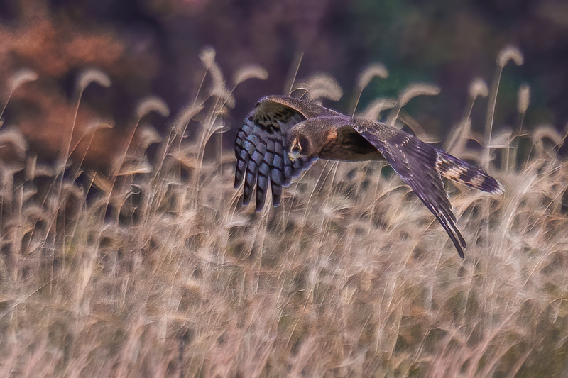 Northern Harrier - Female 2410.jpg :: Northern Harrier - female (Circus cyaneus) Hopewell Township Recreation Area, York County, Pennsylvania