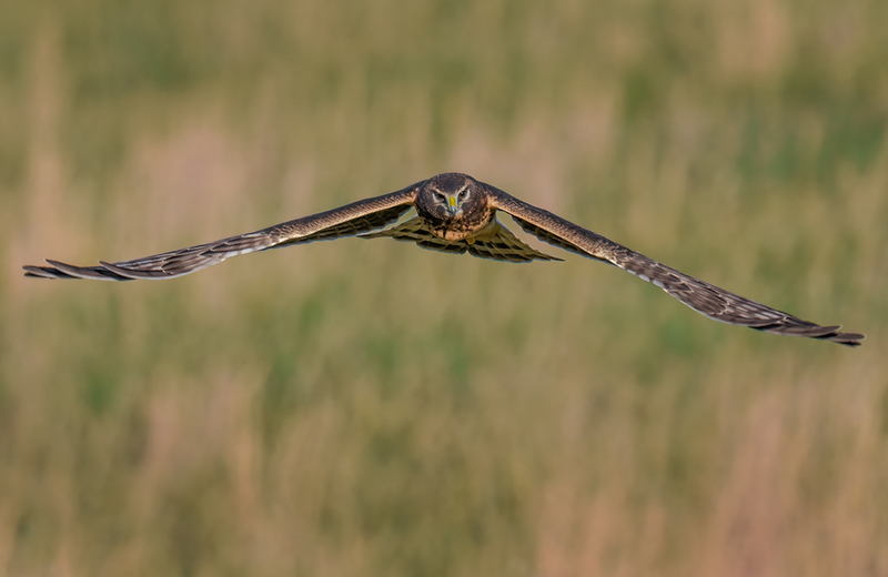 Northern Harrier - Female 2413.jpg :: Northern Harrier - female (Circus cyaneus) Adams County, Pennsylvania