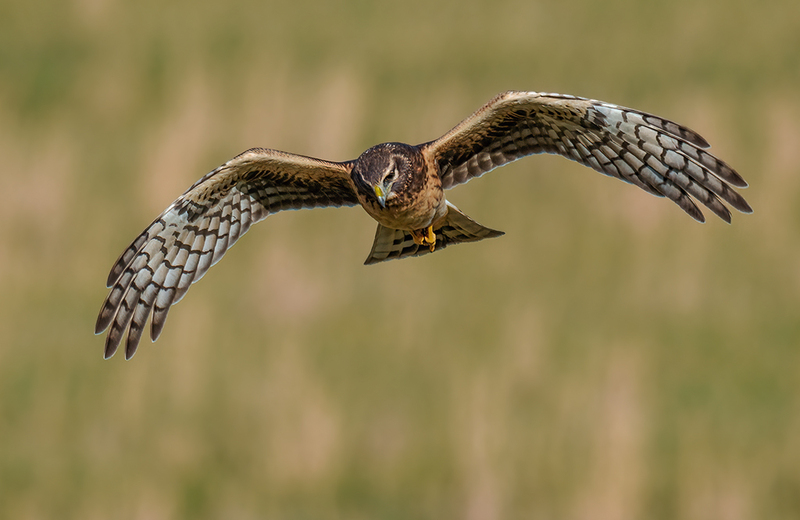 Northern Harrier - Female 2414.jpg :: Northern Harrier - female (Circus cyaneus) Adams County, Pennsylvania