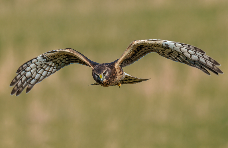 Northern Harrier - Female 2415.jpg :: Northern Harrier - female (Circus cyaneus) Adams County, Pennsylvania