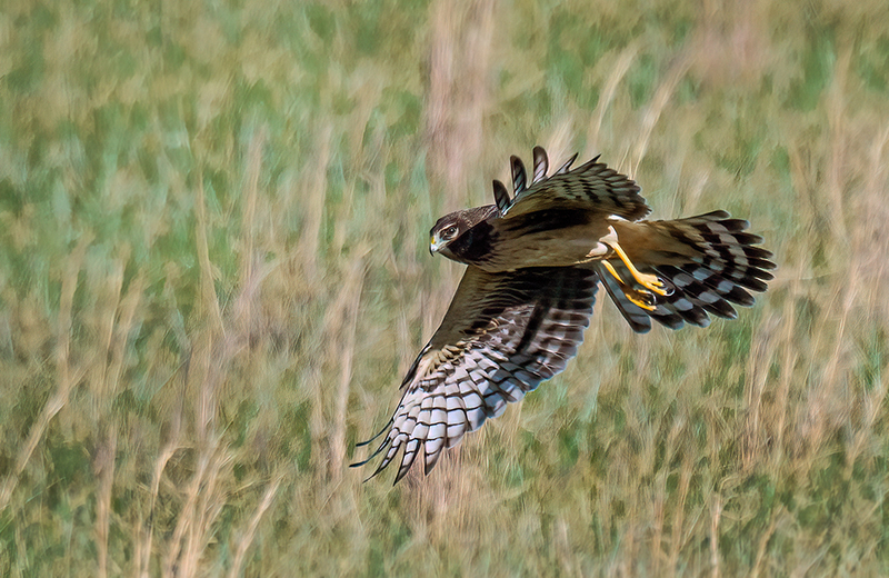 Northern Harrier - Female 2416.jpg :: Northern Harrier - female (Circus cyaneus) Adams County, Pennsylvania