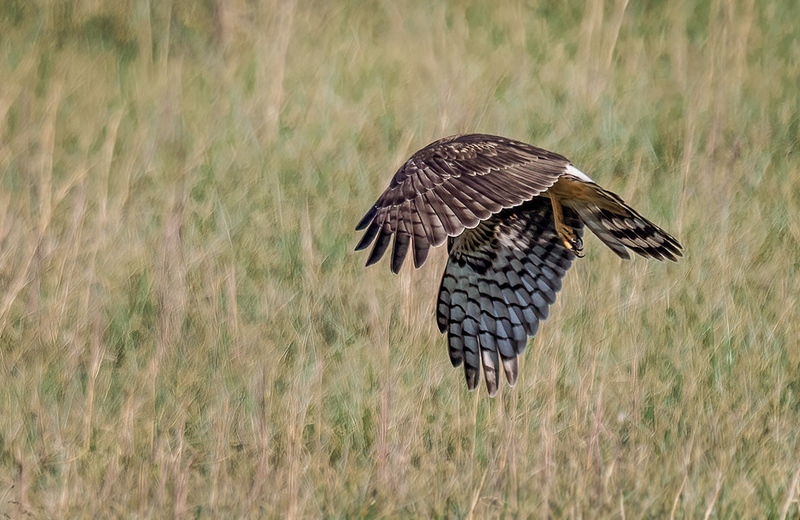 Northern Harrier - Female 2417.jpg :: Northern Harrier - female (Circus cyaneus) Adams County, Pennsylvania