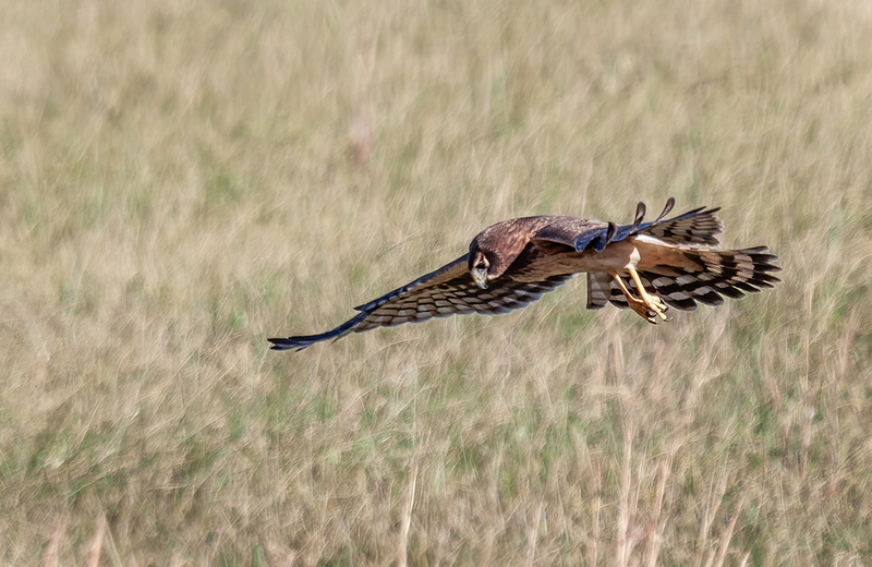 Northern Harrier - Female 2418.jpg :: Northern Harrier - female (Circus cyaneus) Adams County, Pennsylvania
