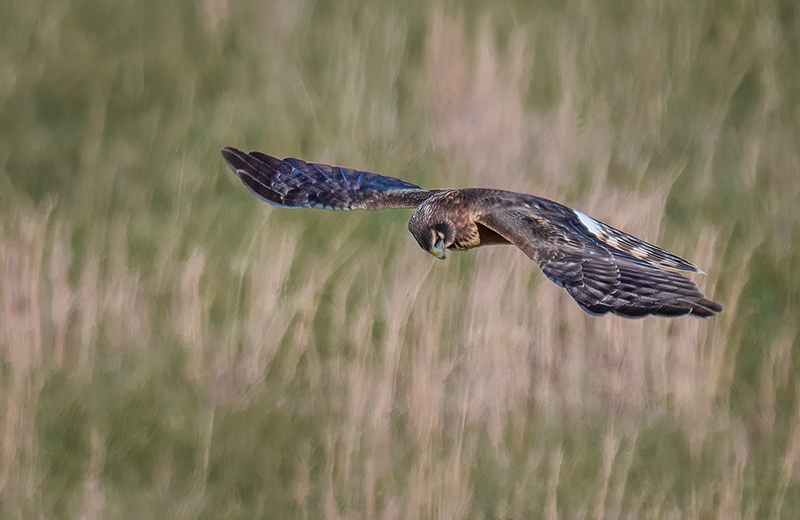 Northern Harrier - Female 2419.jpg :: Northern Harrier - female (Circus cyaneus) Adams County, Pennsylvania