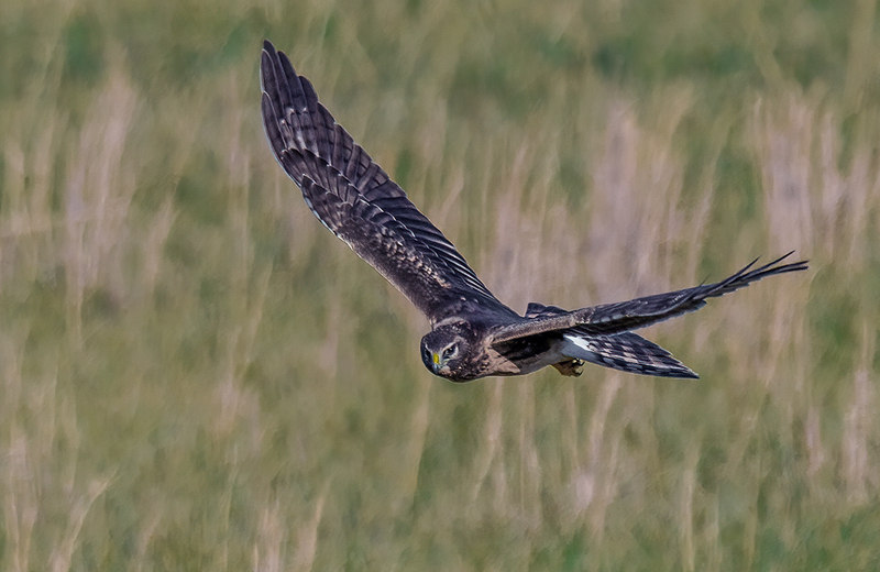 Northern Harrier - Female 2420.jpg :: Northern Harrier - female (Circus cyaneus) Adams County, Pennsylvania