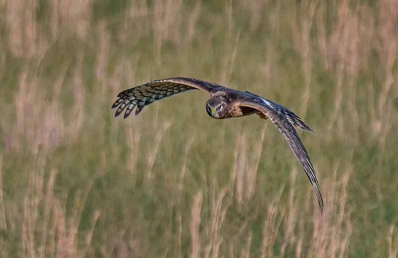 Northern Harrier - Female 2421.jpg :: Northern Harrier - female (Circus cyaneus) Adams County, Pennsylvania
