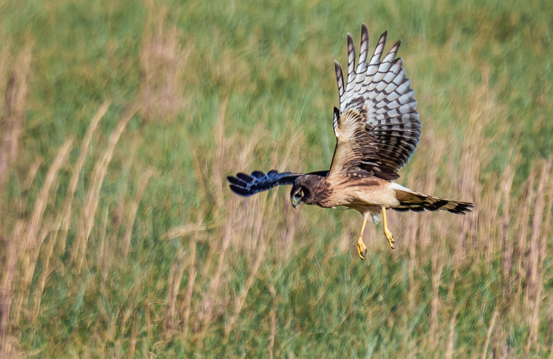 Northern Harrier - Female 2422.jpg :: Northern Harrier - female (Circus cyaneus) Adams County, Pennsylvania