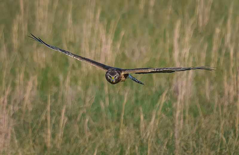 Northern Harrier - Female 2423.jpg :: Northern Harrier - female (Circus cyaneus) Adams County, Pennsylvania
