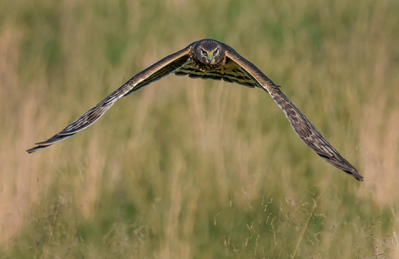 Northern Harrier - Female 2424.jpg :: Northern Harrier - female (Circus cyaneus) Adams County, Pennsylvania