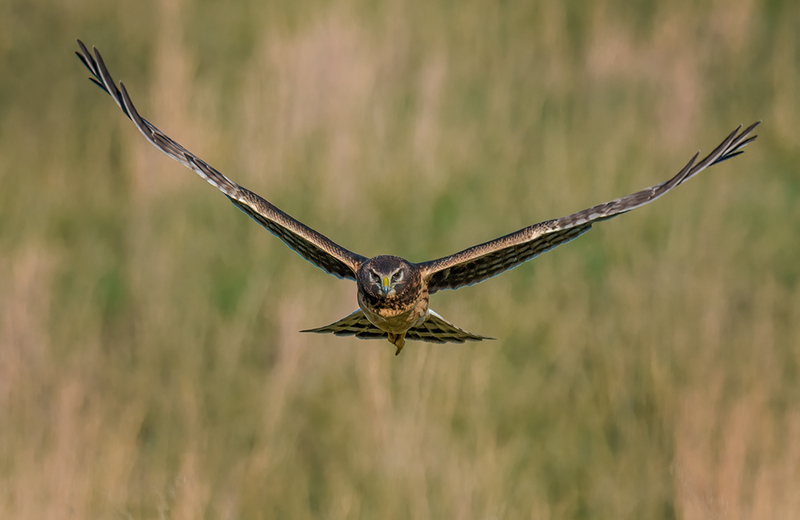 Northern Harrier - Female 2425.jpg :: Northern Harrier - female (Circus cyaneus) Adams County, Pennsylvania