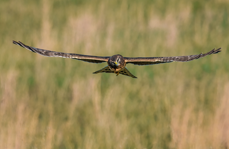 Northern Harrier - Female 2427.jpg :: Northern Harrier - female (Circus cyaneus) Adams County, Pennsylvania