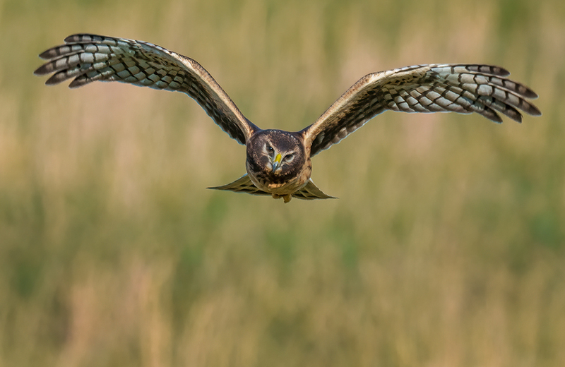 Northern Harrier - Female 2428.jpg :: Northern Harrier - female (Circus cyaneus) Adams County, Pennsylvania