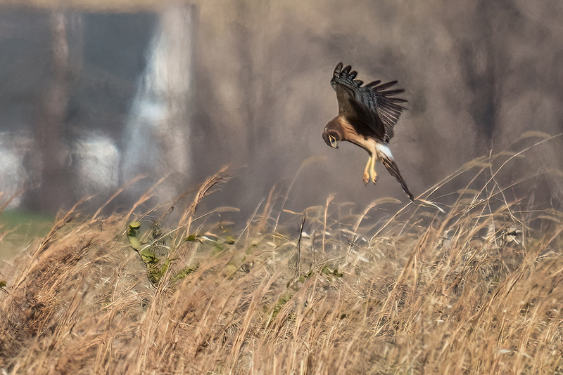 Northern Harrier - Female 2430.jpg :: Northern Harrier - female (Circus cyaneus) Hopewell Township Recreation Area, York County, Pennsylvania