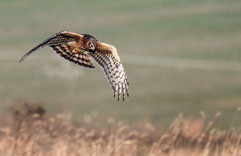 Northern Harrier - Female 2431.jpg :: Northern Harrier - female (Circus cyaneus) Hopewell Township Recreation Area, York County, Pennsylvania