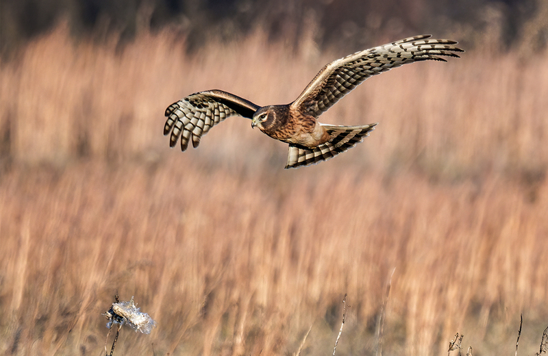 Northern Harrier - Female 2432.jpg :: Northern Harrier - female (Circus cyaneus) Hopewell Township Recreation Area, York County, Pennsylvania