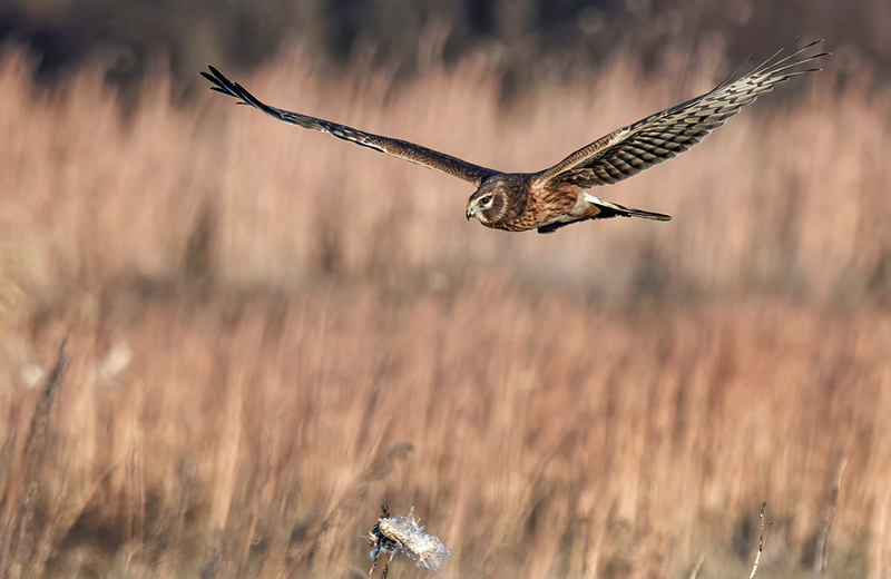 Northern Harrier - Female 2433.jpg :: Northern Harrier - female (Circus cyaneus) Hopewell Township Recreation Area, York County, Pennsylvania