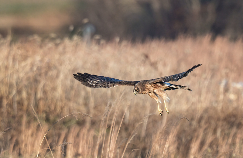 Northern Harrier - Female 2434.jpg :: Northern Harrier - female (Circus cyaneus) Hopewell Township Recreation Area, York County, Pennsylvania
