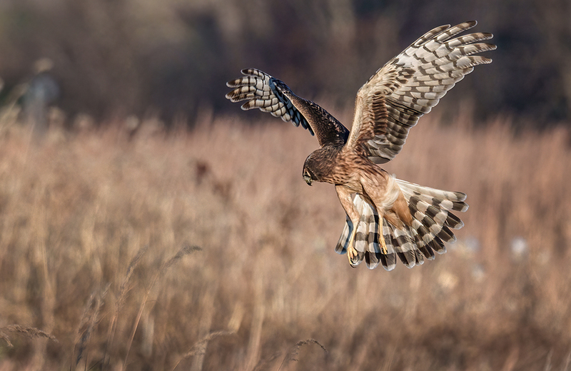 Northern Harrier - Female 2435.jpg :: Northern Harrier - female (Circus cyaneus) Hopewell Township Recreation Area, York County, Pennsylvania
