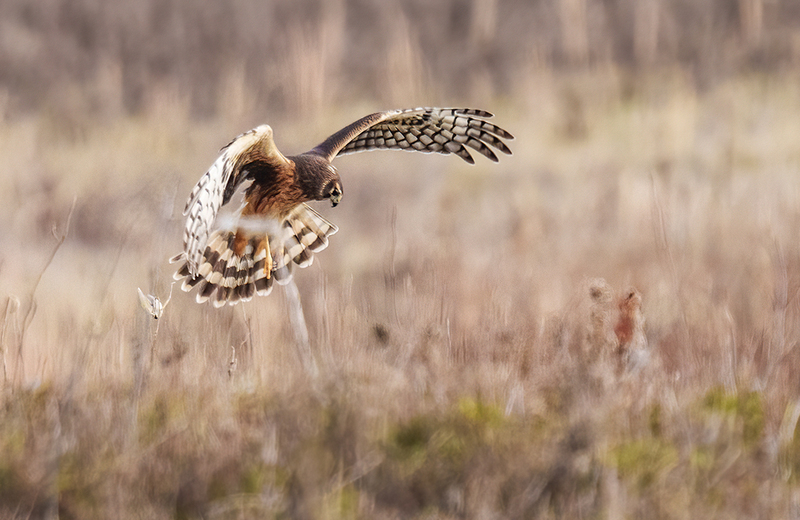 Northern Harrier - Female 2437.jpg :: Northern Harrier - female (Circus cyaneus) Hopewell Township Recreation Area, York County, Pennsylvania