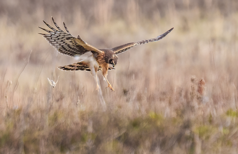 Northern Harrier - Female 2438.jpg :: Northern Harrier - female (Circus cyaneus) Hopewell Township Recreation Area, York County, Pennsylvania