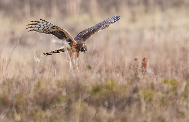 Northern Harrier - Female 2439.jpg :: Northern Harrier - female (Circus cyaneus) Hopewell Township Recreation Area, York County, Pennsylvania
