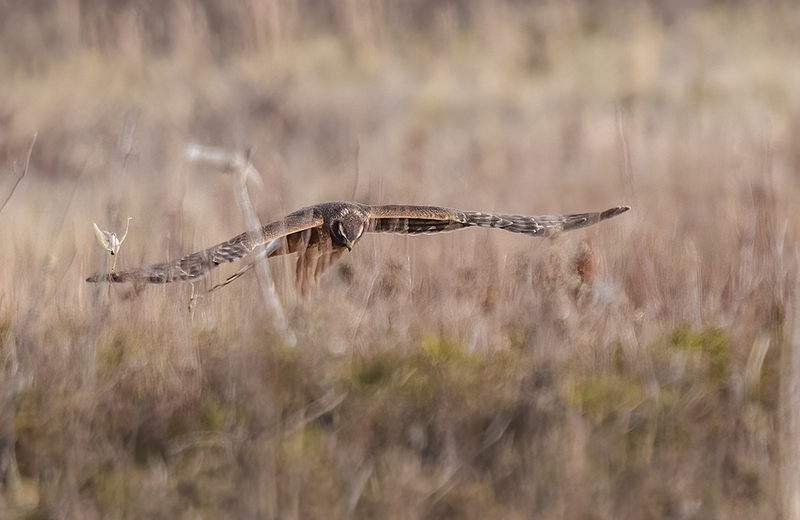 Northern Harrier - Female 2441.jpg :: Northern Harrier - female (Circus cyaneus) Hopewell Township Recreation Area, York County, Pennsylvania