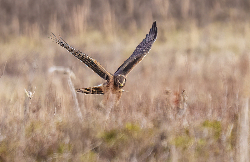 Northern Harrier - Female 2442.jpg :: Northern Harrier - female (Circus cyaneus) Hopewell Township Recreation Area, York County, Pennsylvania