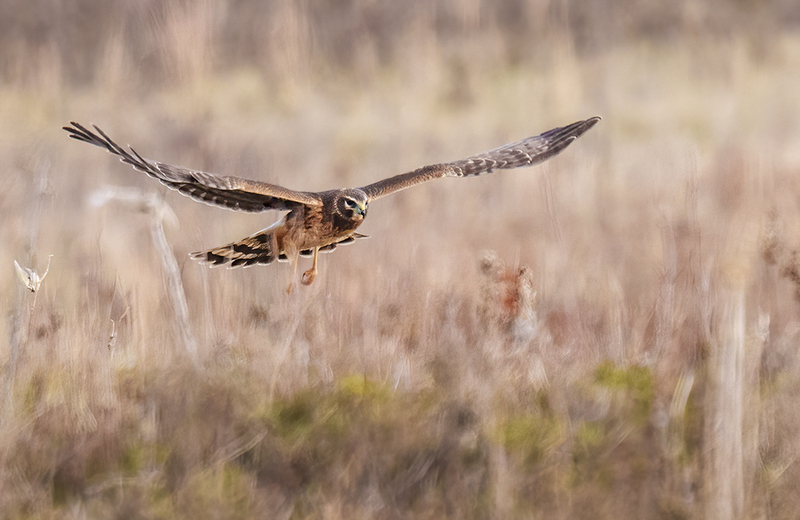 Northern Harrier - Female 2444.jpg :: Northern Harrier - female (Circus cyaneus) Hopewell Township Recreation Area, York County, Pennsylvania