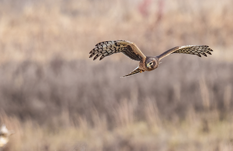 Northern Harrier - Female 2445.jpg :: Northern Harrier - female (Circus cyaneus) Hopewell Township Recreation Area, York County, Pennsylvania